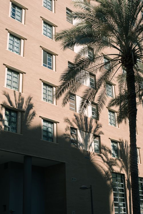 Palm trees' shadows on building