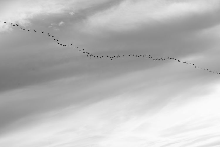 Flock of birds flying in the sky 