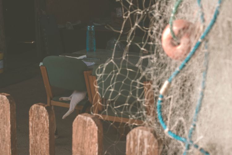 Cat in Fisherman's house