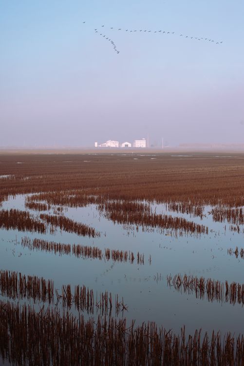 Rice fields flooded