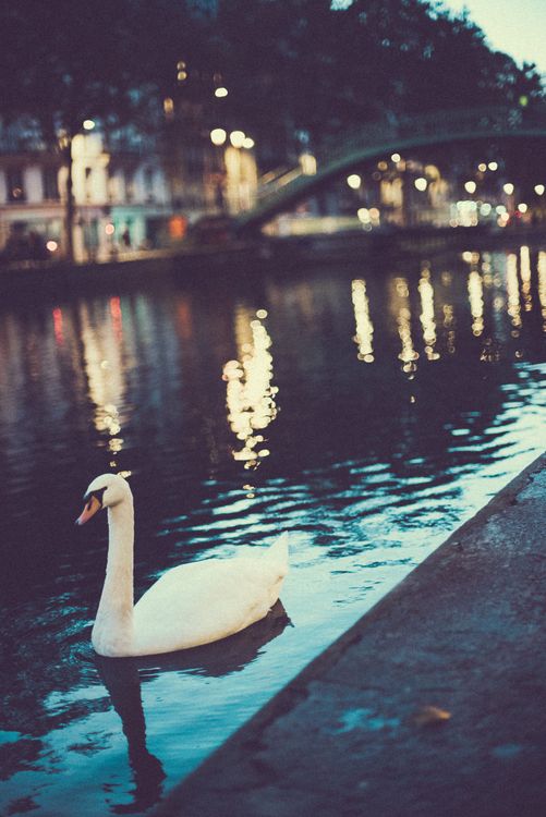 Swan in canal Saint Martin