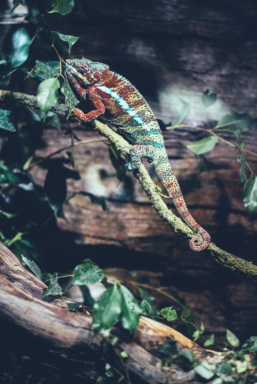 Chameleon