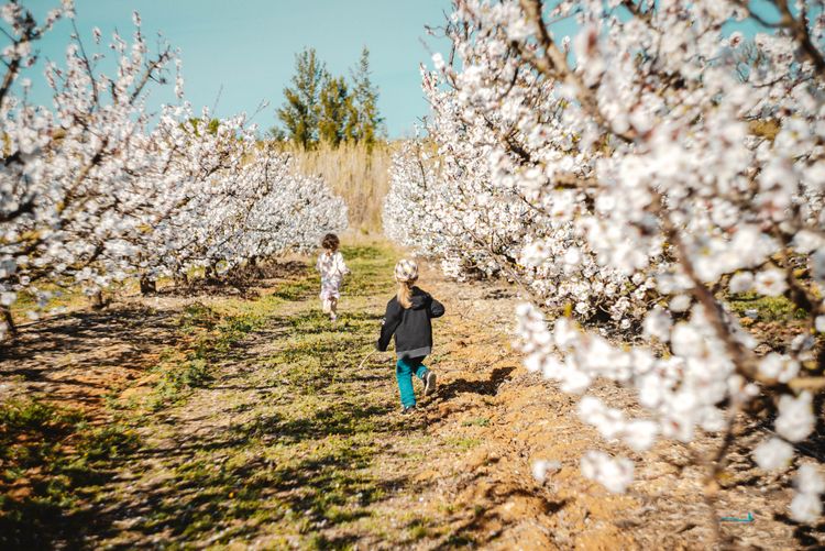 Abricotiers en fleurs 