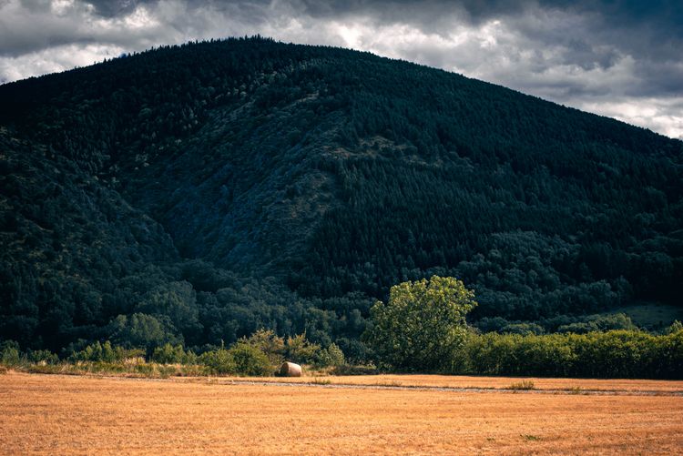 Field in the pyrenees