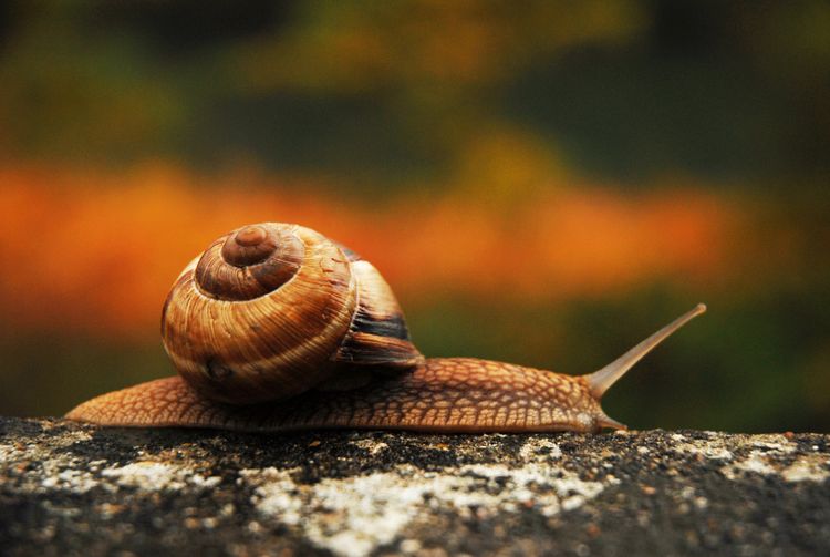Snail 