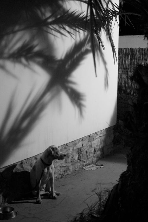 Dog staring in the moonlight